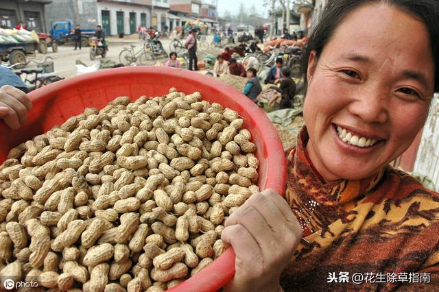 驻马店花生米价格动态分析与趋势预测